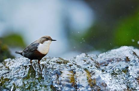 Dipper (Cinclus cinclus) among brook's waters