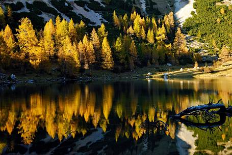 The larchwood frames the Bordaglia lake