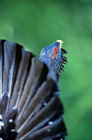 The wood grouse on parade