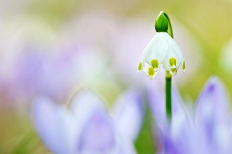 Spring Snow-flake (Leucojum vernum) among crocus blooming