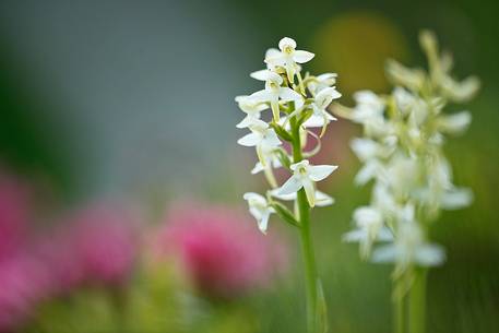 Orchid among rhododendrons 