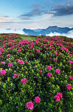 Rhododendrons flowering between Mount Tinisa and Pesarine Dolomites