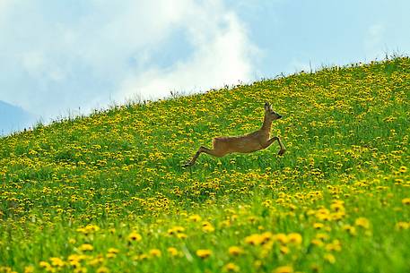The light and lovely mountain running of the roe deer on alpine meadows yellow from dandelion