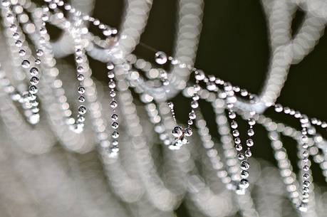 Dew pearls on spiderweb