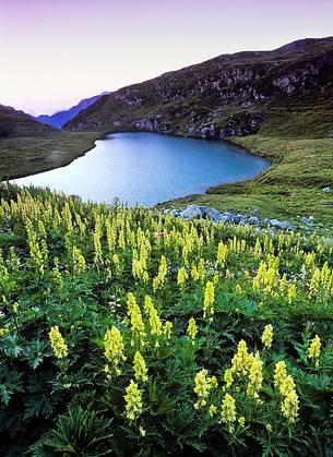 Flowering at daws near Avostanis lake 