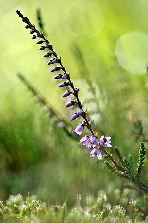 Common heather (Calluna vulgaris), one of the common plants of the peat bog Common heather (Calluna vulgaris), one of the common plants of the peat bog