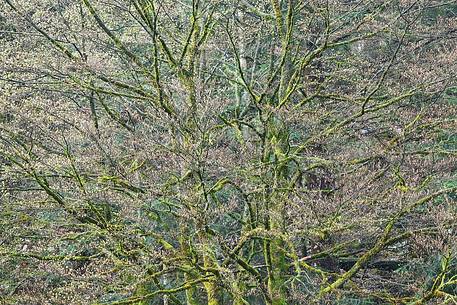 Early buds on old beech trees