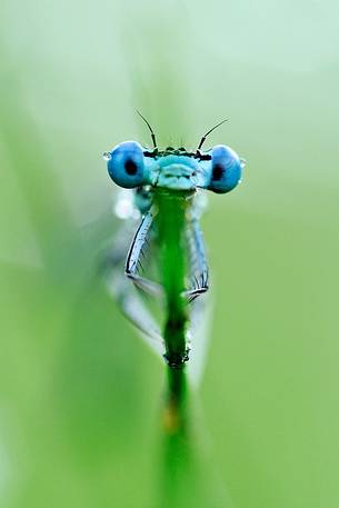 Dragonfly portrait