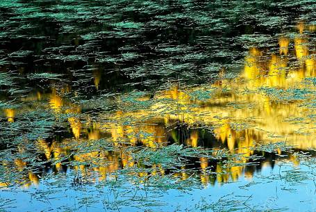 The larchwood is reflected into the waters