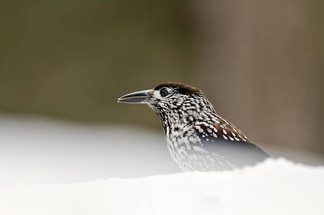 The cry of the spotted Nutcraker echoes in the wood