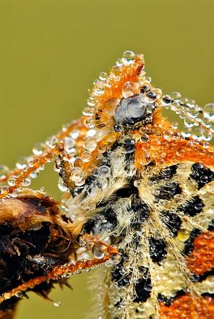 Dew pearls on small butterfly