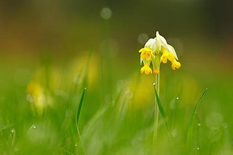 Flowering of primula veris