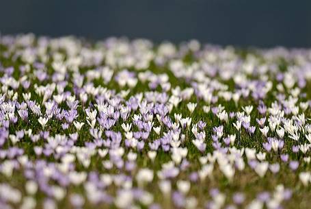 Flowering of common crocus 