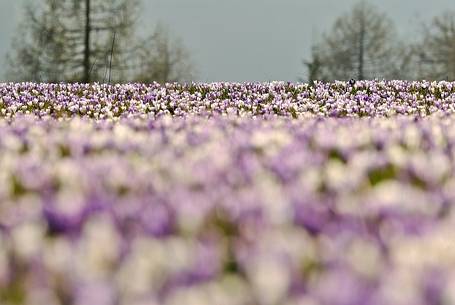 Flowering of common crocus 