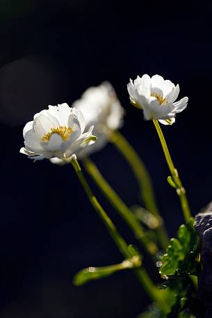 Backlit flowering of Ranunculus glacialis