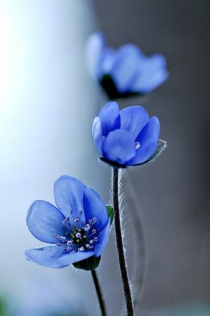 The enchanting beauty of Hepatica nobilis flower