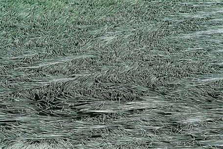 Water plants on small alpine pond