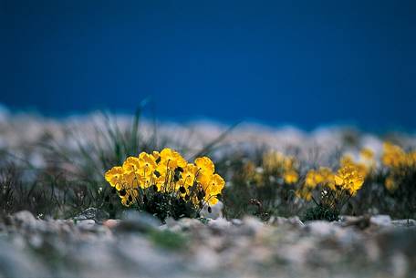 Poppy flowers colour alpine screes yellow