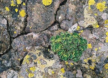 Life (lichens and saxifraga) in the rock