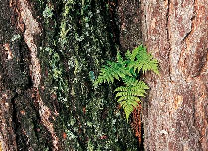 A fern finds an incredible place to grow in an ancient larch tree
