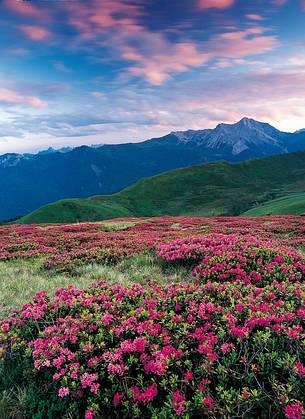 Flowering of rhodondendrons between Mount Tinisa and Pesarine Dolomites