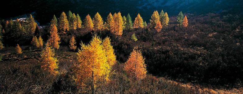 The backlight heightens the marvellous colour sades of the larch trees