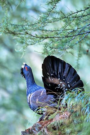 The wood grouse on parade