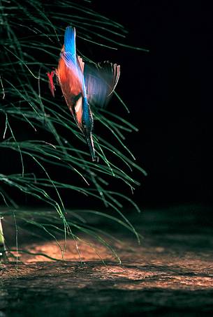 Kingfisher (Alcedo atthis) hunting, Lago dei tre comuni