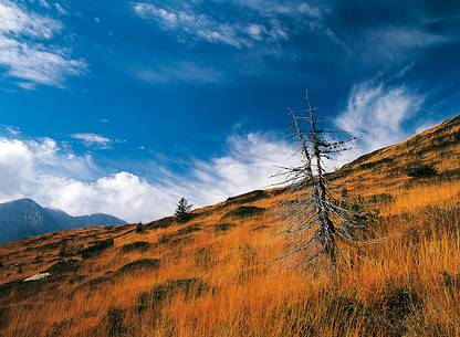 The golden meadows of Val Dolce, Lanza Pass