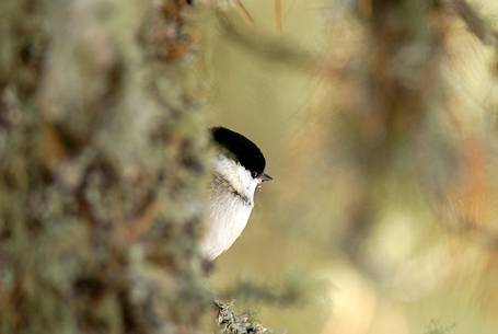 A curious Willow Tit (Parus montanus) curious peeps through the branches of a larch wood