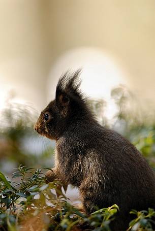 A curious red squirrel (Sciurus vulgaris) in the forest ground