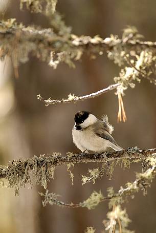 A curious Willow Tit (Parus montanus) curious peeps through the branches of a larch wood