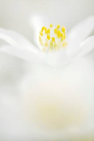 The elegance of white in the anemone flowering