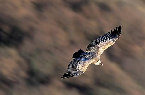 Grifon vulture in flight