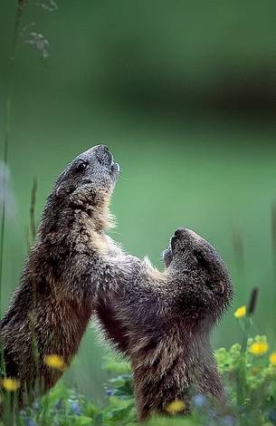 Young Alpine marmots playing together