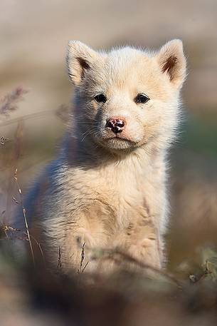 Greenland Husky pup in center of Illulissat town