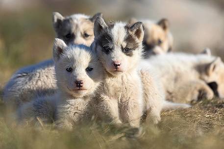 A group of Greenland Husky puppies in center of Illulissat town