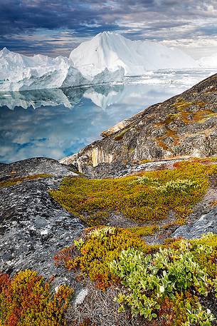 Morning light on icebergs of Kangerlua Fjord at dawn; in foreground the autumn colors of the tundra plants