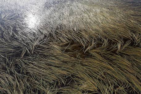 Water vegetation on lake in the Greenland's tundra