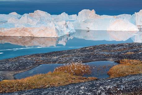 Morning light on icebergs and their reflection on water of Kangerlua Fjord at dawn; in foreground a small pond.