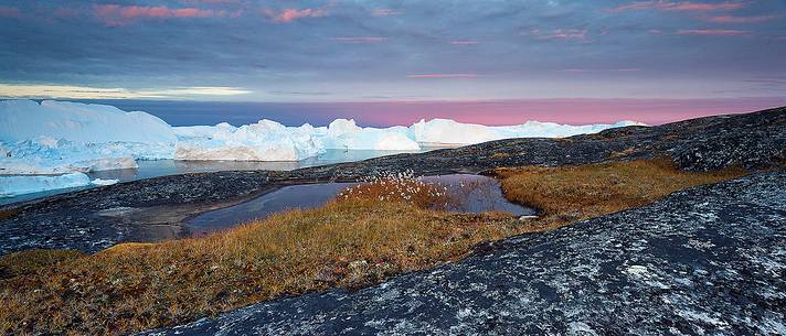 Morning light on icebergs and their reflection on water of Kangerlua Fjord at dawn; in foreground a small pond.