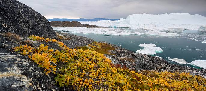 Morning light on icebergs of Kangerlua Fjord at dawn; in foreground the autumn colors of the tundra plants