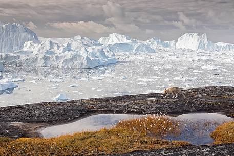 Greenland Husky pup near a small pond; in the background icebergs in Kangerlua  Fjord