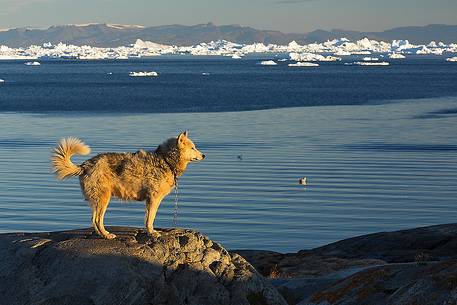 Greenland Husky in center of Illulissat town, admiring the Atlantic Ocean