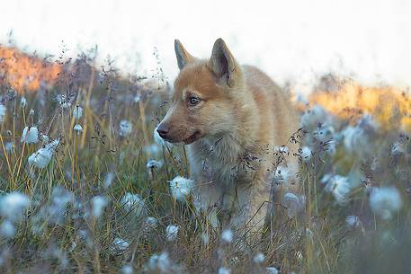 Greenland Husky pup in center of Illulissat town