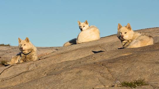 Greenland Husky in center of Illulissat town