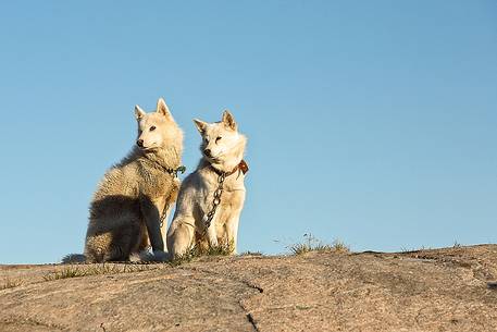 Greenland Husky in center of Illulissat town