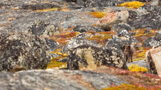 An arctic fox  (Alopex_lagopus)  in Ataa a small village of fishermen and seal hunters which was abandoned in the 50s