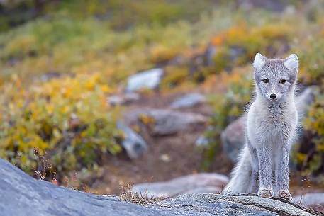 An arctic fox  (Alopex_lagopus)  in Ataa a small village of fishermen and seal hunters which was abandoned in the 50s