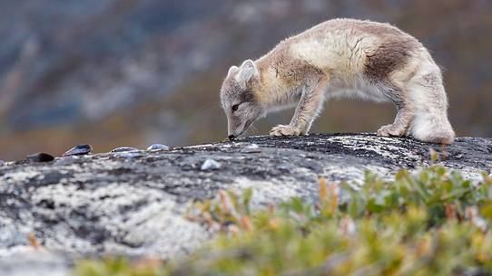 An arctic fox  (Alopex_lagopus)  in Ataa a small village of fishermen and seal hunters which was abandoned in the 50s